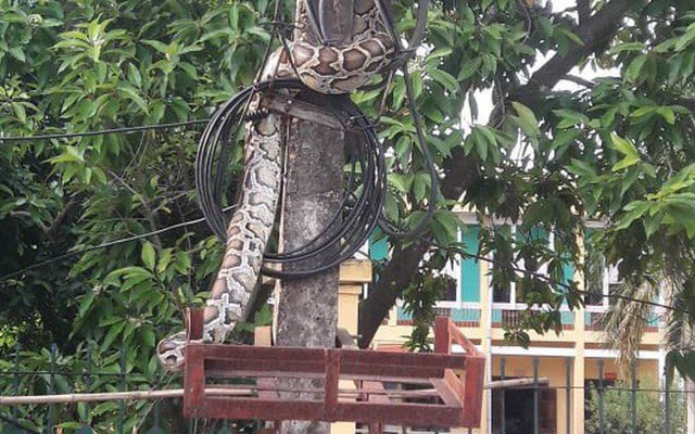 Trăn khủng vắt vẻo trên cột điện trước cổng UBND xã ở Phú Thọ đã bị người dân mổ thịt