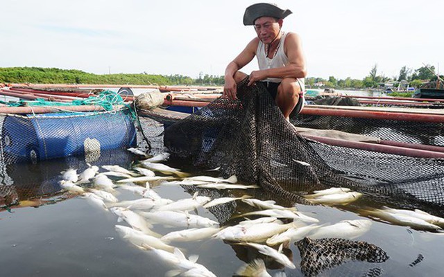 Vụ cá chết hàng loạt trên sông: Do độ mặn giảm đột ngột làm cá bị sốc