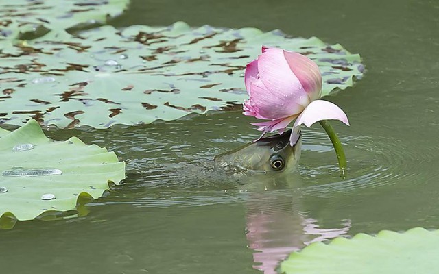 Khoảnh khắc cá lao lên mặt nước để ăn hoa sen - hình ảnh gây chú ý trên mạng xã hội