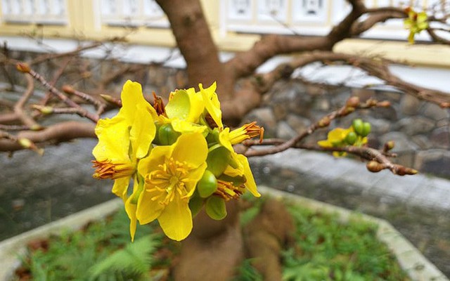 Hoa mai đua nhau nở sớm, người làm vườn xứ Huế lo thất thu dịp Tết