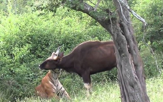 VIDEO: Hổ trổ tài săn bò tót cực kỳ điêu luyện