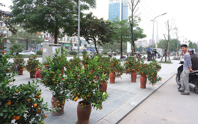 Hà Nội dừng đào đường, tổ chức 64 chợ hoa Xuân Tết