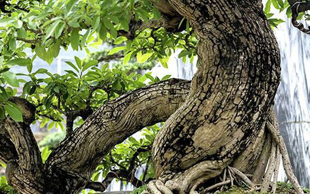 Ngắm vườn bonsai 'cực chất' giá trăm tỷ đồng ở Bình Định
