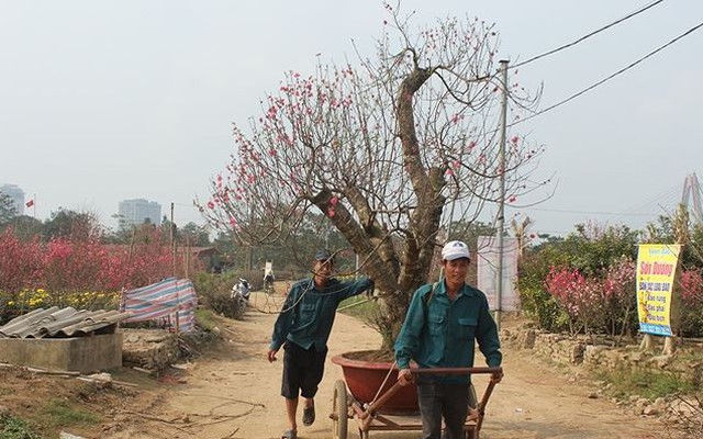 Kiếm tiền triệu mỗi ngày nhờ chở đào, bưởi Tết