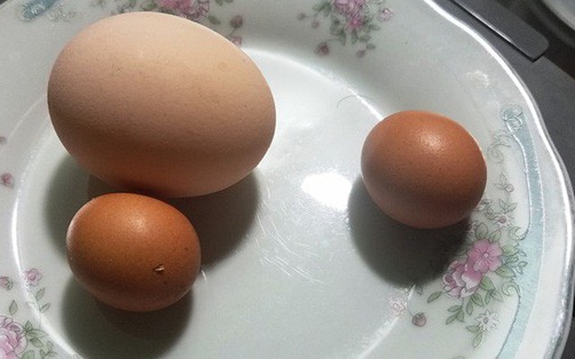 Kỳ lạ gà trống đẻ trứng ngày cận Tết