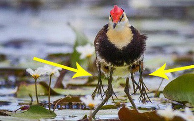 Tưởng bị nhiễm phóng xạ mọc ra 10 chân, sự thật về con chim kỳ lạ lại khiến Internet cảm phục