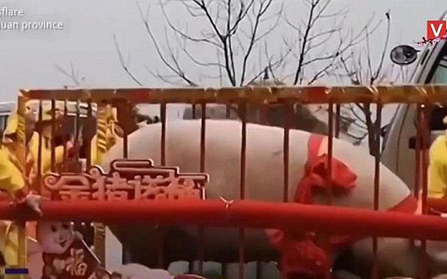 Lợn khổng lồ nặng gần 1 tấn, 24 người khiêng mới xuể