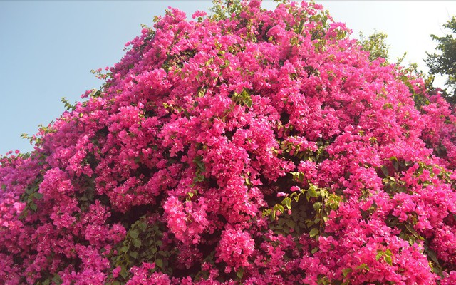 Trầm trồ trước cây hoa giấy khổng lồ hơn 50 năm tuổi trên đảo Lý Sơn