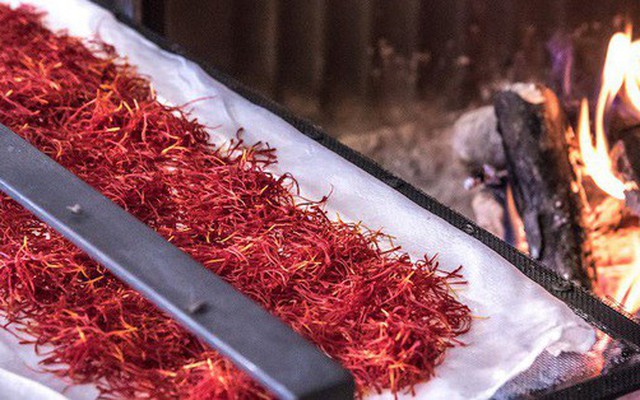 Saffron không tự nhiên mà đắt, cách người ta sản xuất ra nó cầu kì đến thế này cơ mà