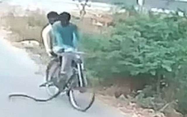 Hai người đàn ông chạy bán sống bán chết khi rắn cực độc ‘đi nhờ xe đạp’