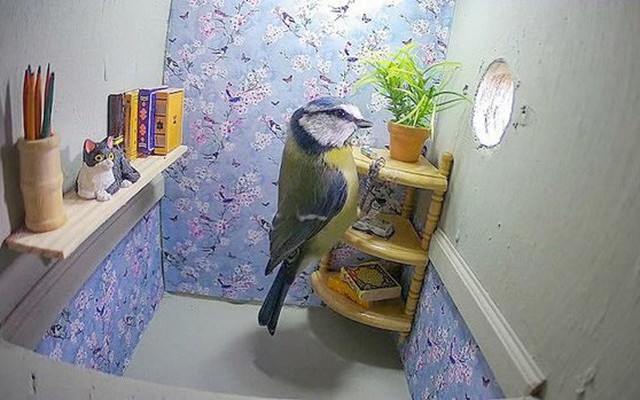 Kinh ngạc căn phòng khách hiện đại của chú chim sẻ ngô xanh