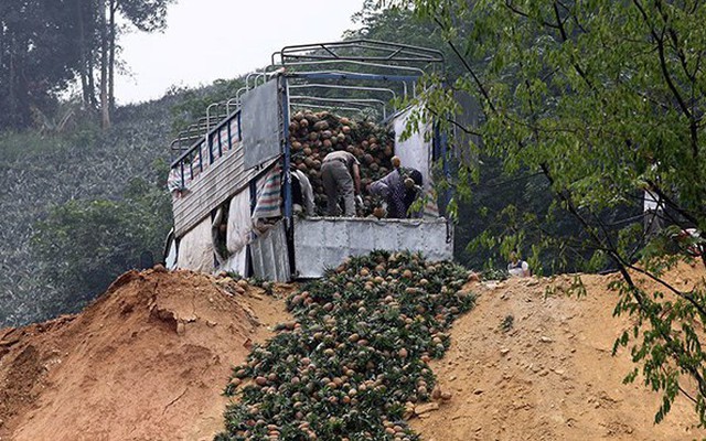 Một cân dứa bằng cốc trà đá: Thua canh bạc 'xuất sang Trung Quốc'