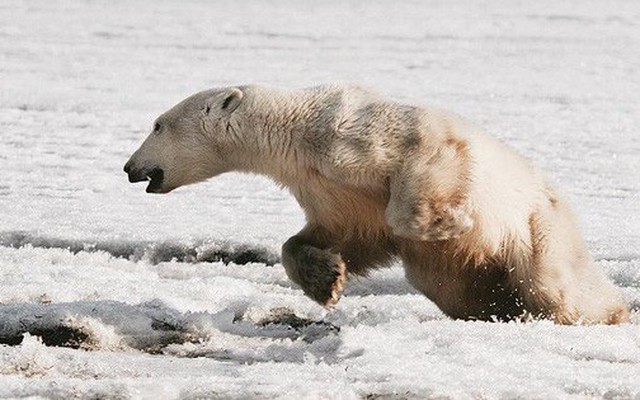 Phát hiện con gấu Bắc Cực "dạt nhà", đi hơn 700km để xin ăn