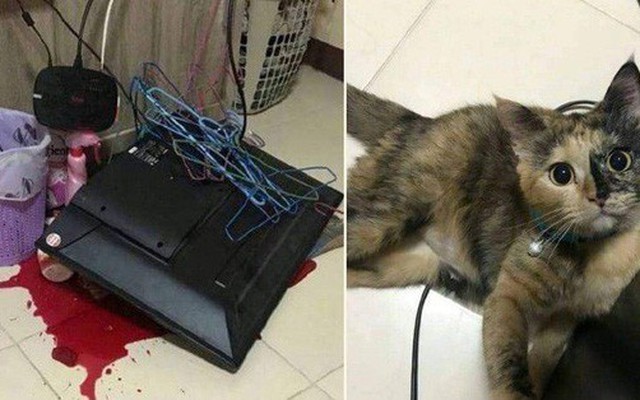 Thót tim khi căn phòng bị xới tung có vệt đỏ như máu, "sen" chỉ biết câm nín khi nhìn thấy chân dung thủ phạm