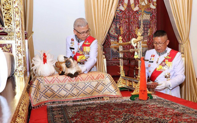 Nghi vấn Hoàng gia Thái Lan dùng mèo nhồi bông trong Lễ đăng cơ của Nhà Vua