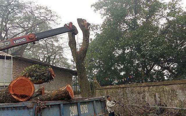 Vì sao lô gỗ sưa 'trăm tỷ' ở Hà Nội chưa bán đấu giá?