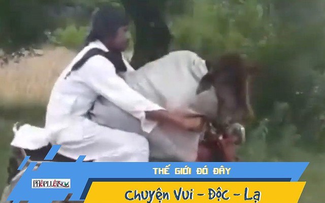Video: Người đàn ông chở bò đi dạo bằng xe máy