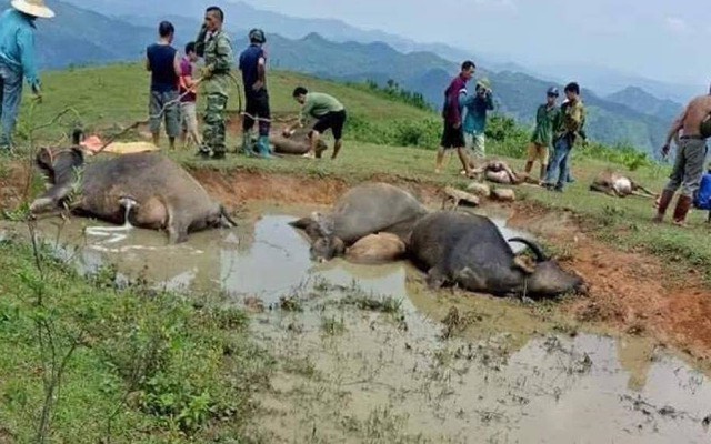 Sét đánh chết 9 con trâu đang tắm trong vũng bùn ở Lạng Sơn
