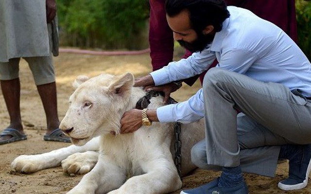 Mốt nuôi sư tử làm thú cưng của đại gia Pakistan