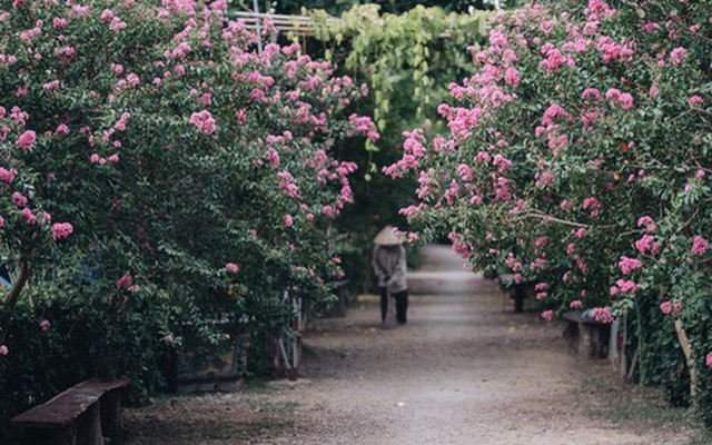 Chùm ảnh: Con đường ở Hà Nội được tạo nên bởi 100 gốc hoa tường vi đẹp như khu vườn cổ tích