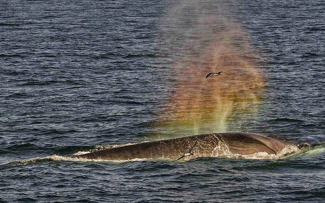 Ấn tượng khoảnh khắc cá voi 'phun ra' cầu vồng