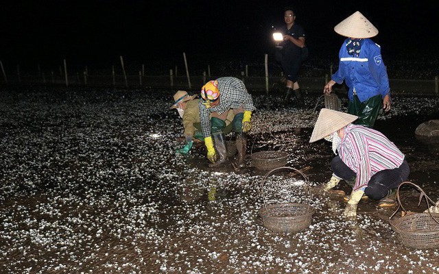 Ngao chết trắng bãi, chủ đầm trắng đêm đi nhặt vỏ ngao chết, cứu ngao sống