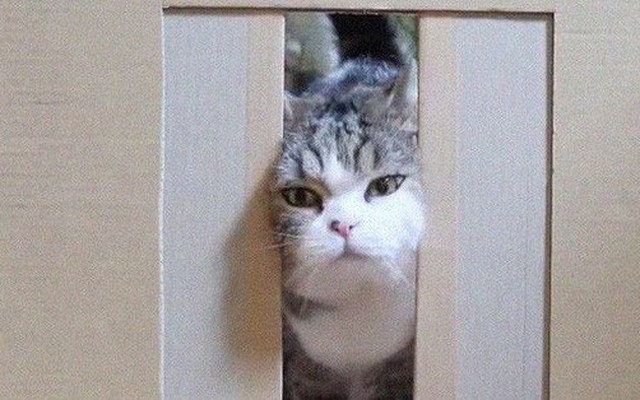YouTuber Nhật Bản bày trò 'lách qua khe cửa hẹp' cho 2 boss mèo để xem chúng có phải một loại chất lỏng hay không