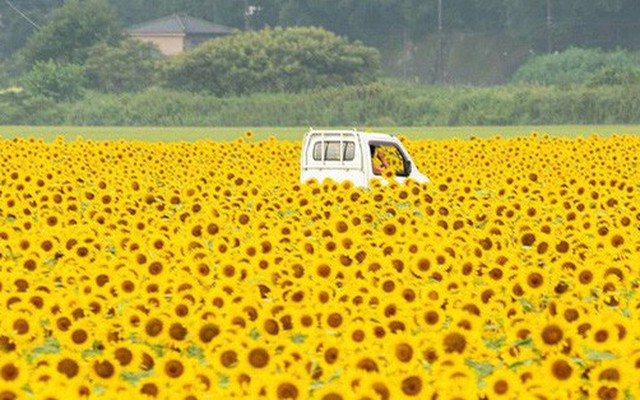“Choáng váng” với cánh đồng hoa hướng dương triệu bông đẹp như bức tranh khổng lồ vào mùa thu ở Nhật Bản