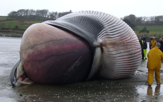 Một con cá voi có thể nặng đến cả trăm tấn nhưng làm sao khoa học biết được điều đó?