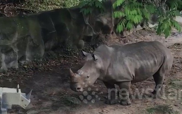 Tê giác dũng mãnh bỏ chạy khi gặp tê giác “giả”