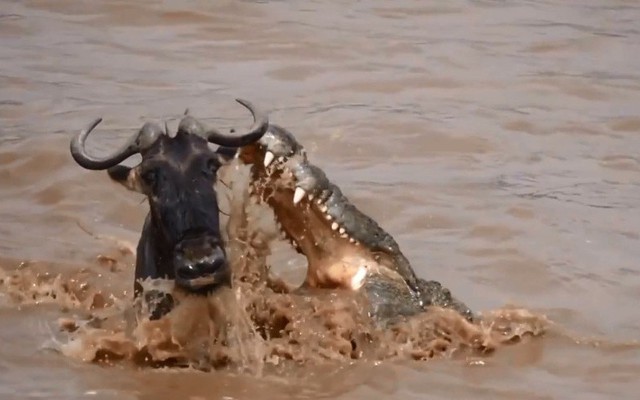 Cuộc chạm trán sinh tử giữa linh dương đầu bò và cá sấu sông Nile