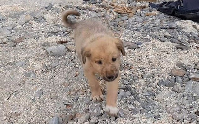 Cảm động cuộc giải cứu chó con mất mẹ sau cuộc đột kích của Mỹ tiêu diệt thủ lĩnh IS
