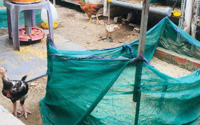 Gia đình Sài Gòn nuôi gà trên 10 ngôi mộ người thân trước cửa nhà