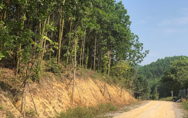 Kỳ lạ, hàng cây tiền tỷ 'tự mọc' trong khuôn viên dự án ở Quảng Ninh