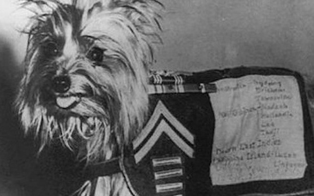 Chú chó tí hon bỗng chốc trở thành 'siêu chiến binh' trong Thế chiến II