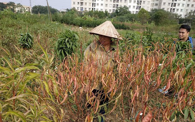 Hà Nội: Người dân 'khóc ròng' vì hàng nghìn gốc đào chết khô
