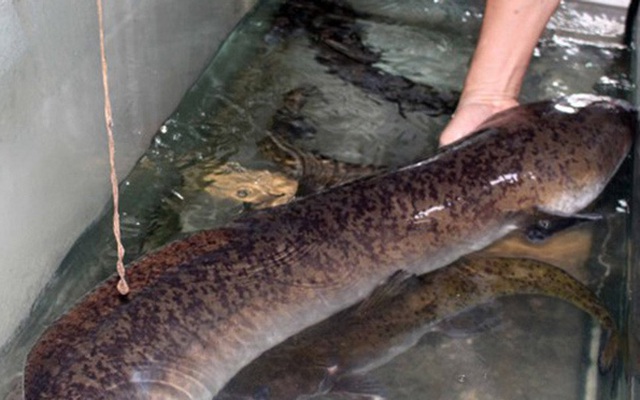Bắt được cặp đôi cá lệch dài gần 2m trên sông Lam