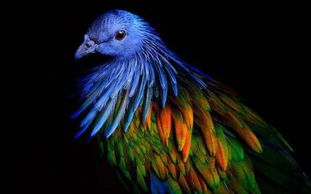 1001 thắc mắc: Vì sao lông chim quý thường có màu xanh?