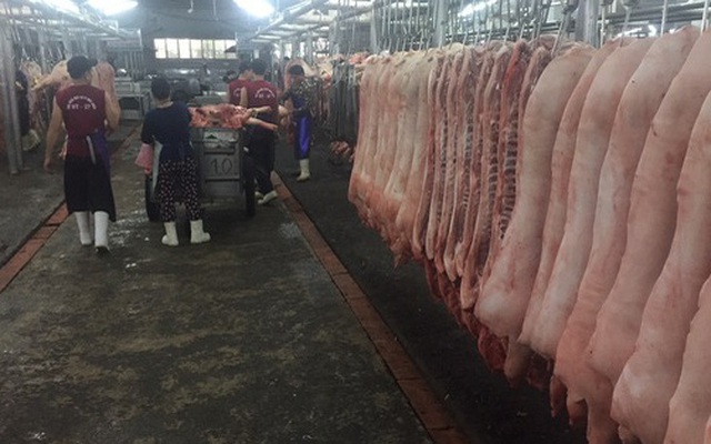 Thương lái đặt mua heo hơi 105.000 đồng/kg vào dịp Tết