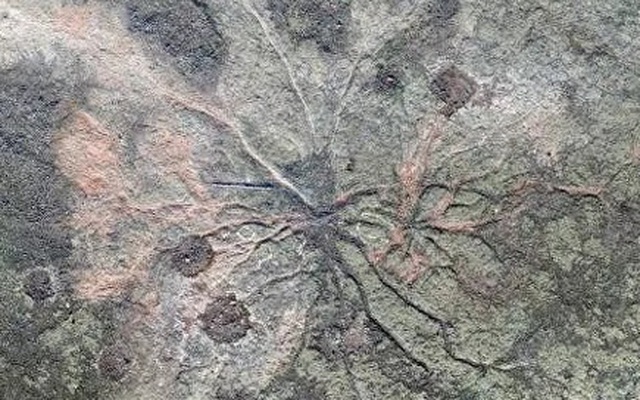 Phát hiện khu rừng hóa thạch lâu đời nhất thế giới