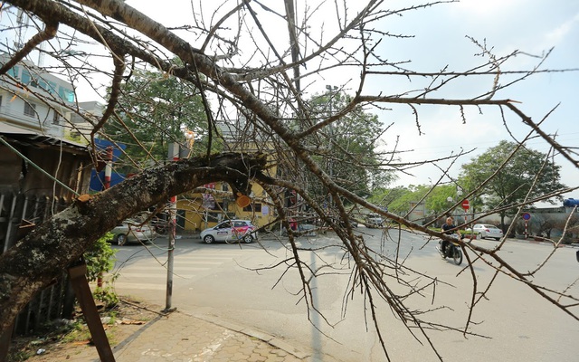 Vượt 300km về Hà Nội, đào rừng không lá không hoa hét giá khó tin gần 200 triệu đồng