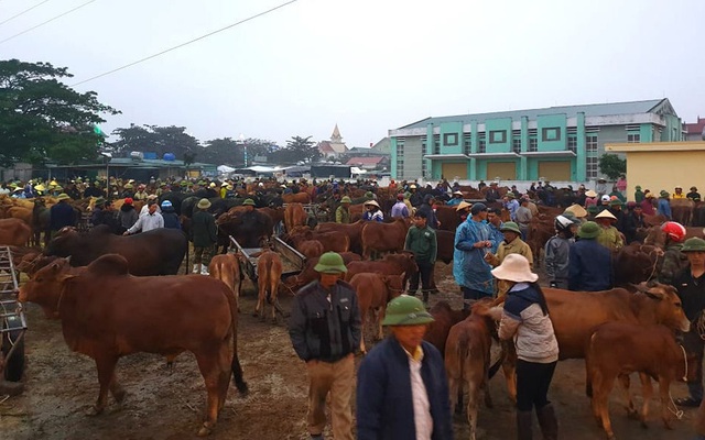 Ghé chợ trâu bò lớn nhất Đông Nam Á ngày cận Tết