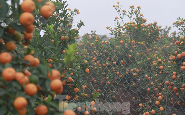 Lạc vào 'vương quốc' quất cảnh ở Hà Nội