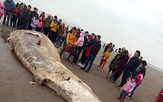 Cá voi nặng 10 tấn trôi dạt vào bờ biển Ninh Bình
