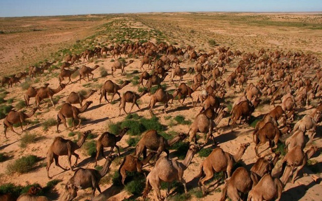 Nguyên nhân khiến hơn 10.000 con lạc đà ở Australia sẽ bị tiêu diệt trong vòng 5 ngày