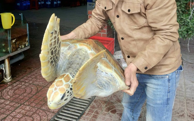 Ngư dân bắt được rùa biển quý hiếm, chủ nhà hàng mua về chăm sóc để thả ra biển