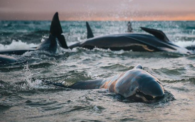 Giải mã: Cá voi mắc cạn hàng loạt và bí ẩn phía sau những cái chết này là gì?