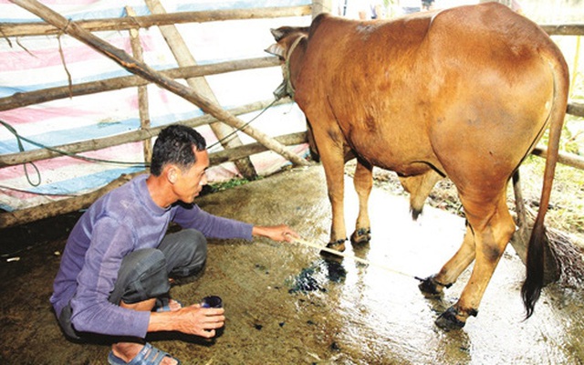 Dịch lở mồm long móng bùng phát ở Quảng Ngãi, hàng loạt bê, bò bị chết