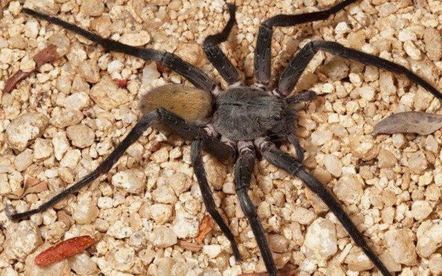 Giải mã bí ẩn: “Thợ săn đêm” nhện lang thang có thể khiến con người tử vong chỉ với 1 giọt nọc độc
