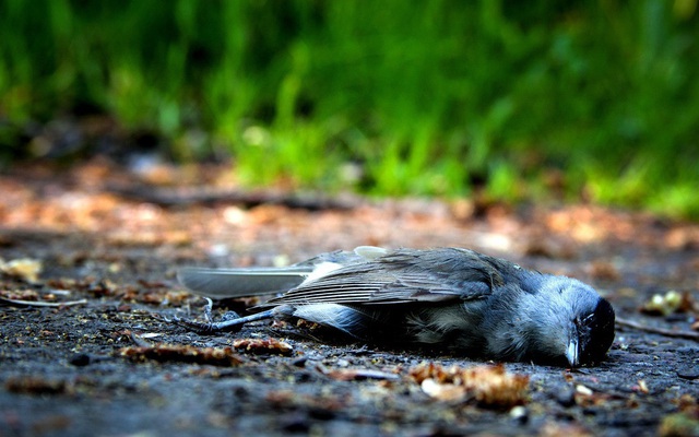 Thiên nhiên kỳ bí: Bí mật về vùng đất khiến hàng ngàn con chim đua nhau tự sát